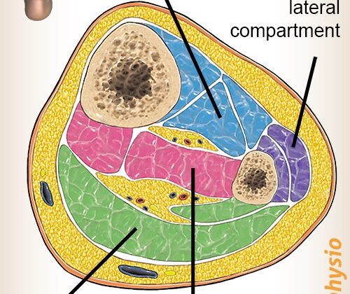 lower-leg-compartment-syndrome-cross-section-muscles