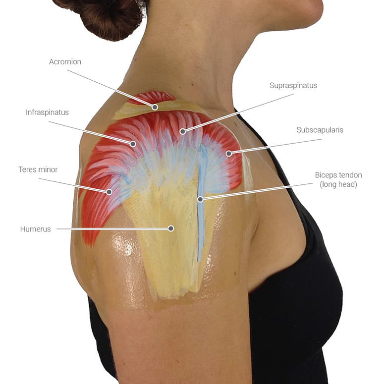 rotator-cuff-injuries